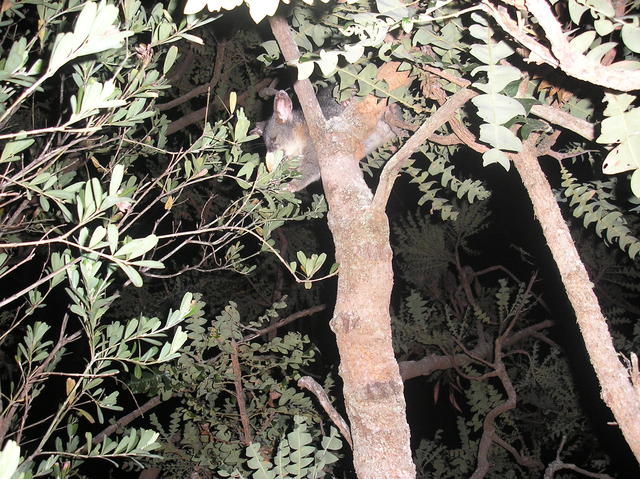 Possum at Barrabup pool.